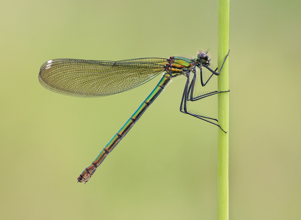 Banded Demoiselle female